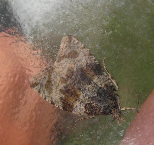 Orthotaenia undulana